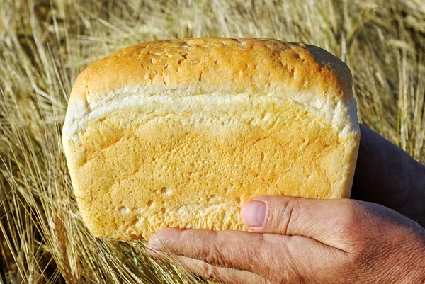 Pane e campo . — Foto Stock