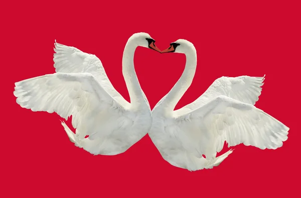 Kiss of two swans. — Stock Photo, Image
