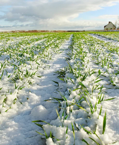 Verschneites Land. — Stockfoto