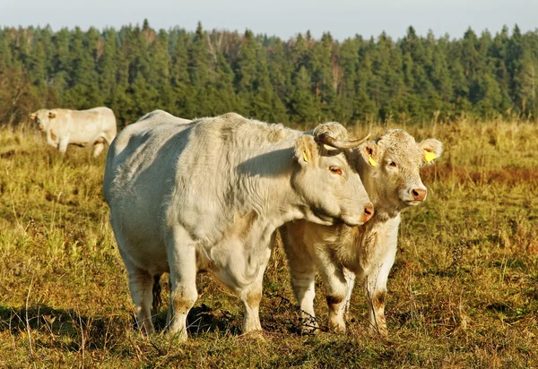 Weiße Kühe und Kälber. — Stockfoto