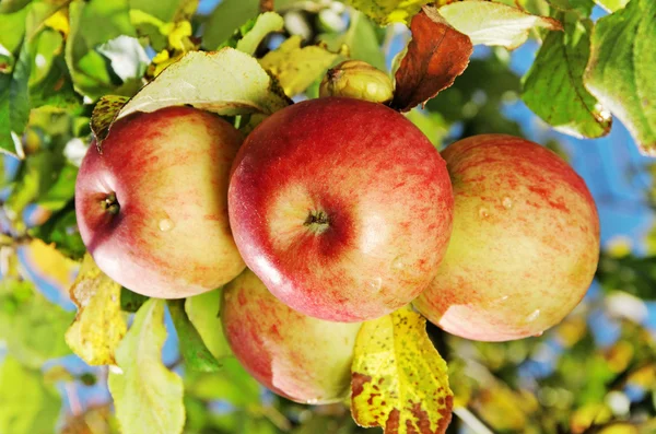 Äpplen på trädet. — Stockfoto
