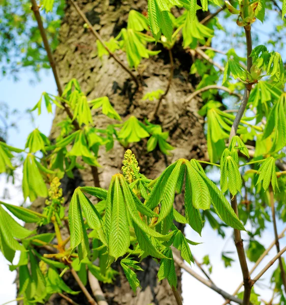 Kastanjeboom. — Stockfoto