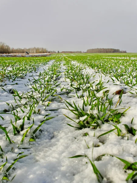 Grey cloud above field. — Stock Photo, Image