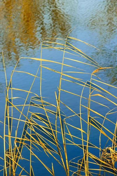 Bella riflessione . — Foto Stock