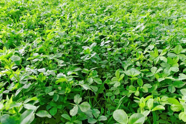 Cultivated grass. — Stock Photo, Image