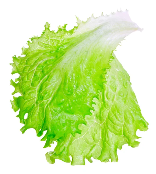 Lechuga. — Foto de Stock