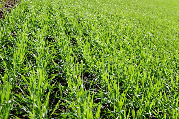 Trigo verde en un campo . — Foto de Stock