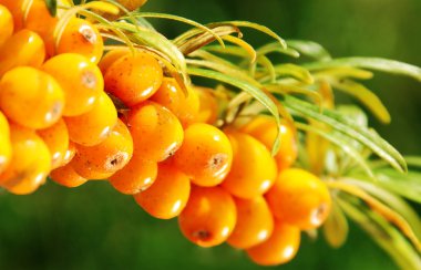 seabuckthorn dalına.