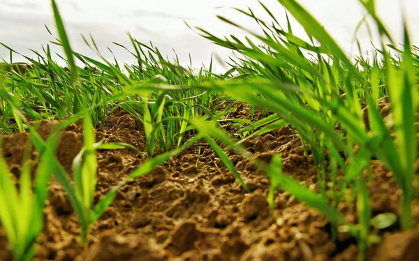 Wind op het veld. — Stockfoto