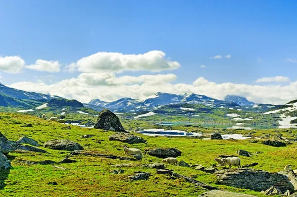 Flock av får. — Stockfoto