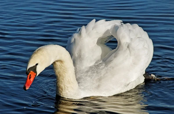 Cisne branco na água. — Fotografia de Stock