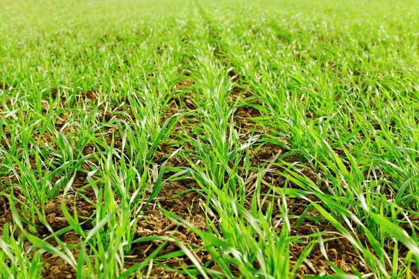 Trigo em crescimento . — Fotografia de Stock