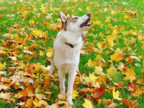 Alaskan hond. — Stockfoto