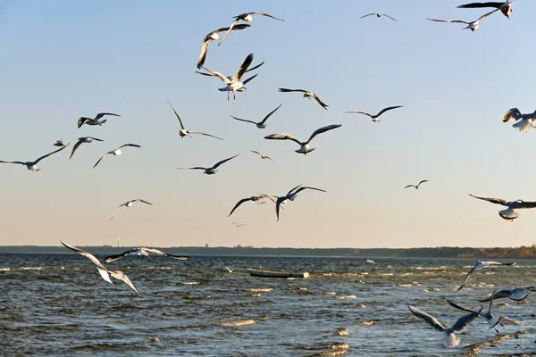 Havet mews ovanför vattenytan. — Stockfoto