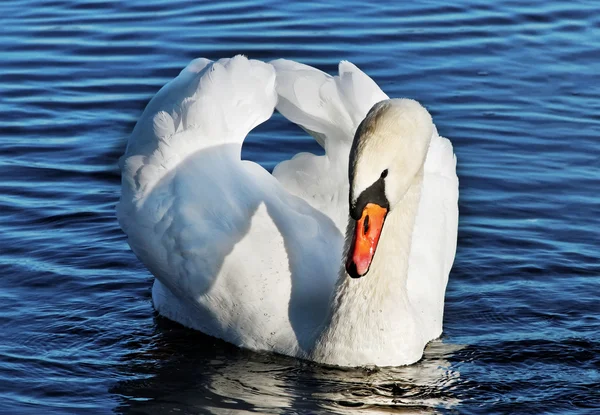 Vit svan på vattnet. — Stockfoto