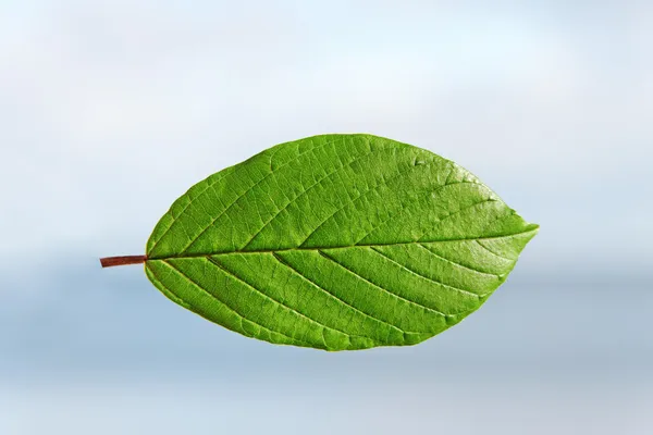 Green leaf. — Stock Photo, Image