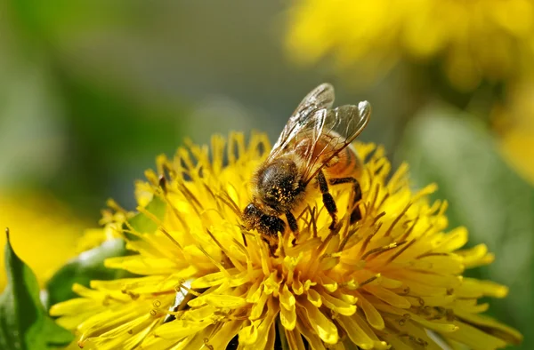 Bee on dandelion. — Stock Photo, Image