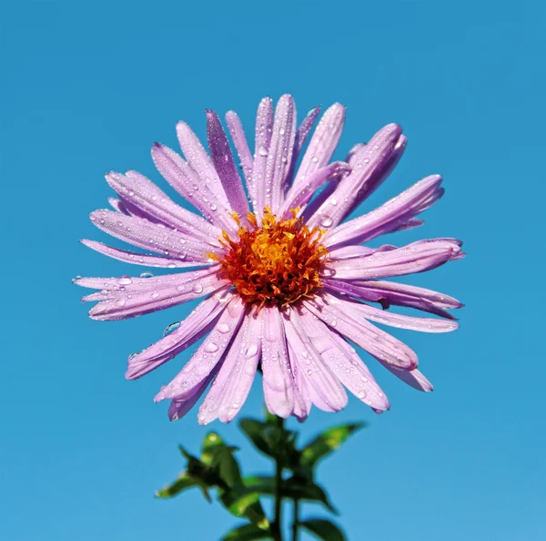 Purple daisy. — Stock Photo, Image