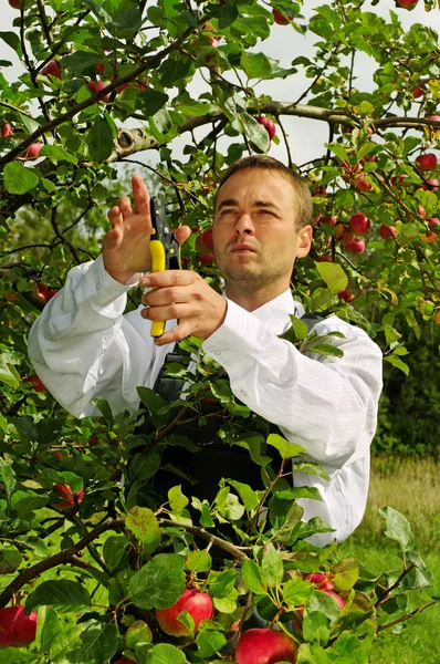 Człowiek w ogrodzie. — Zdjęcie stockowe