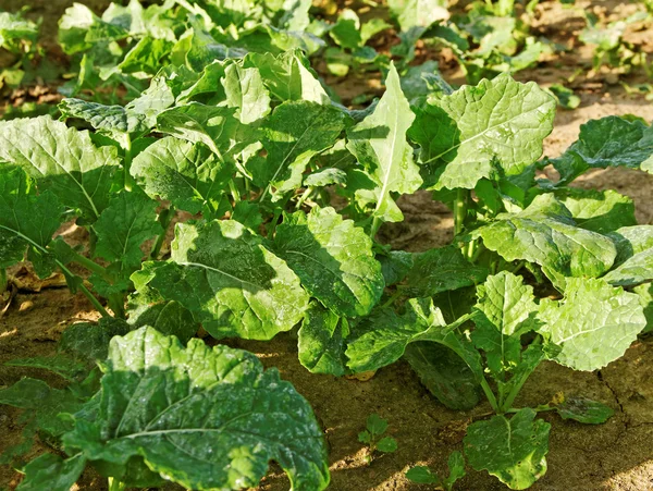 Rocío en la hoja. — Foto de Stock