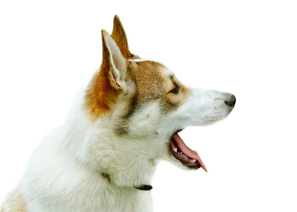 Perro de raza pura . — Foto de Stock