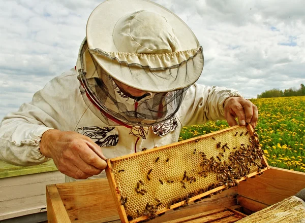 Pszczelarzy. — Zdjęcie stockowe