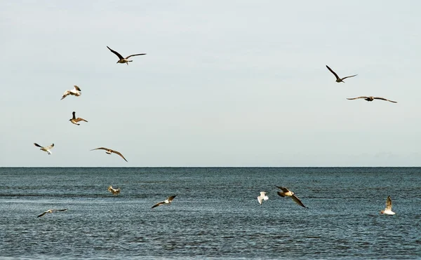 Létající seagulsl. — Stock fotografie