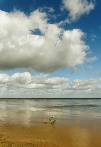 Única planta e mar . — Fotografia de Stock