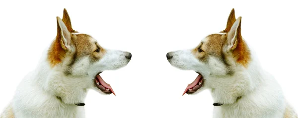 純血種の犬. — ストック写真