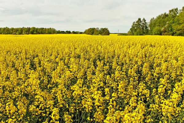 Champ de canola . — Photo