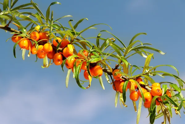 Seabuckthorn ága. — Stock Fotó