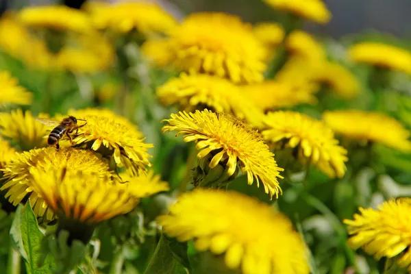 Bee and dandelions. — Stock Photo, Image