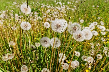 Dandelions alan.