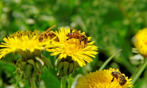 Bees on a wild flowers. — Stock Photo, Image