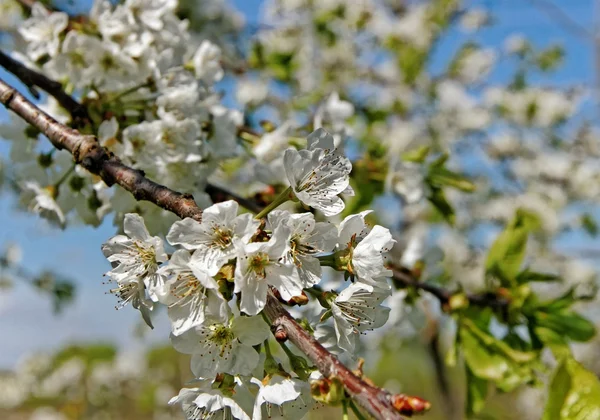 Kirschbäume blühen. — Stockfoto