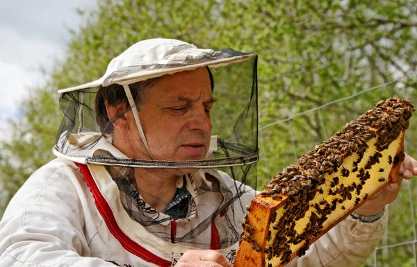 Apiarist. — Stockfoto