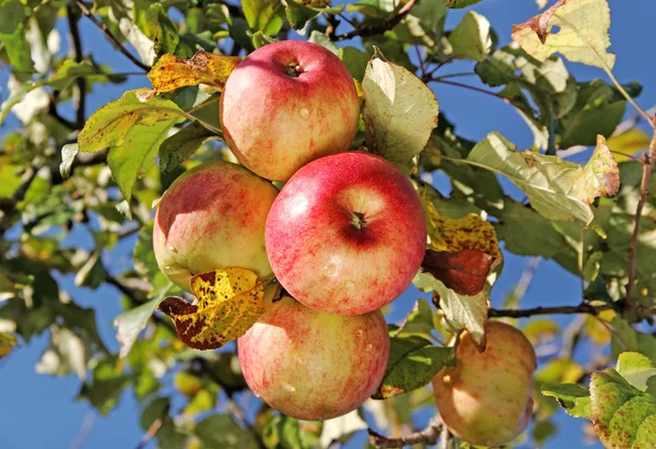 Garten. — Stockfoto