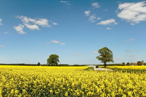 Raps fält. — Stockfoto