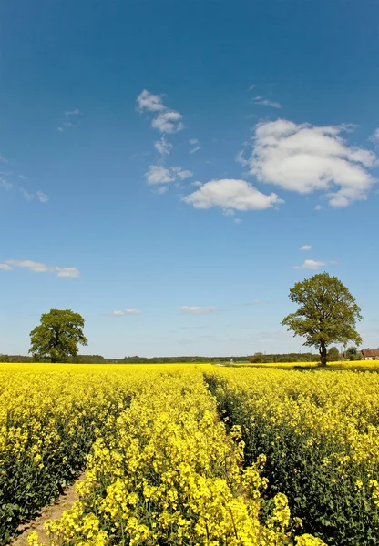 Campo de Canola . — Fotografia de Stock