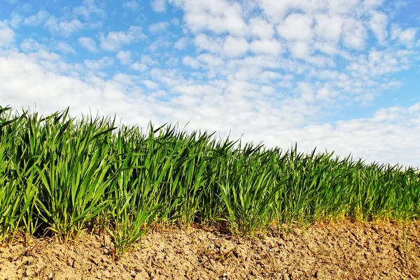 Pěstování pšenice. — Stock fotografie