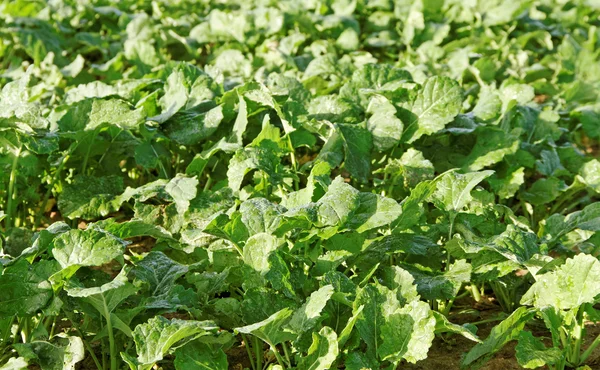 Tau auf dem Blatt. — Stockfoto