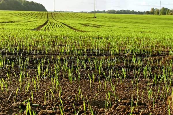 Paesaggio rurale . — Foto Stock