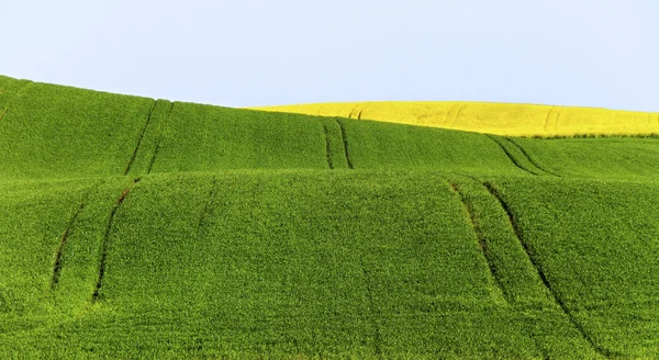 Hill field. — Stock Photo, Image