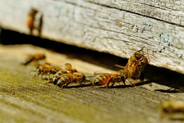 Bienen am Eingang. — Stockfoto