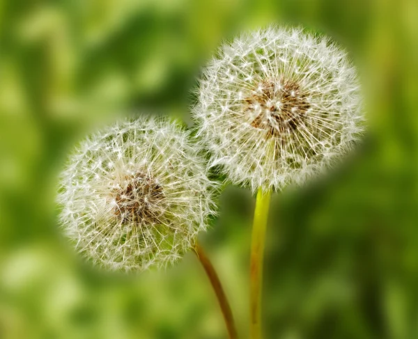 Pair of dandelions. — Stock Photo, Image