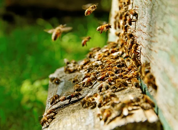 Bees at the entrance. — Stock Photo, Image