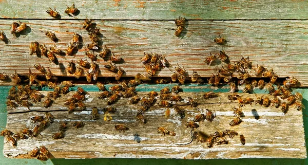 Bijen bij de ingang. — Stockfoto