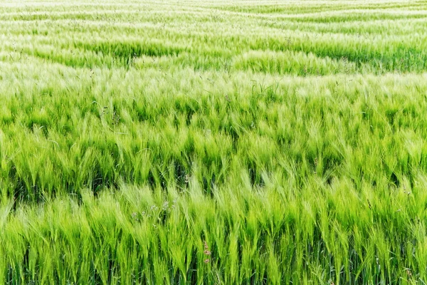 Campo de cebada . — Foto de Stock