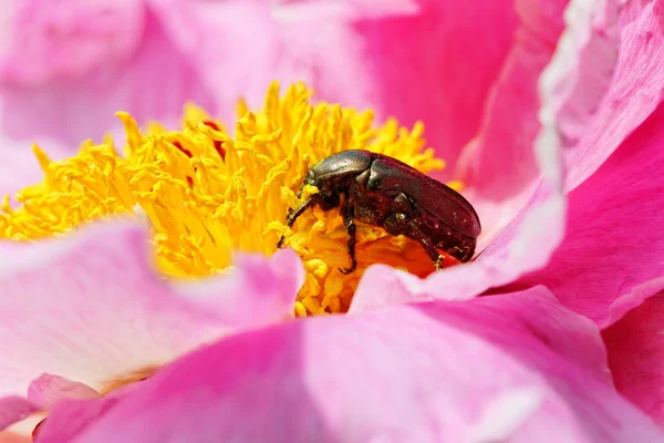 Grote bettle op de bloem. — Stockfoto