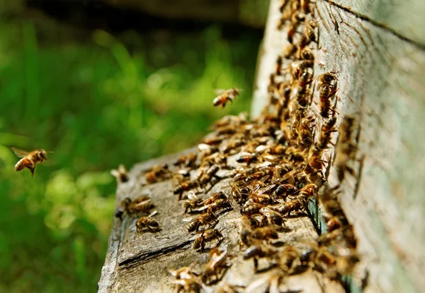 Пчелы в улье . — стоковое фото